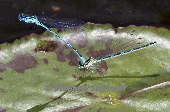 damselflies 2 graphic